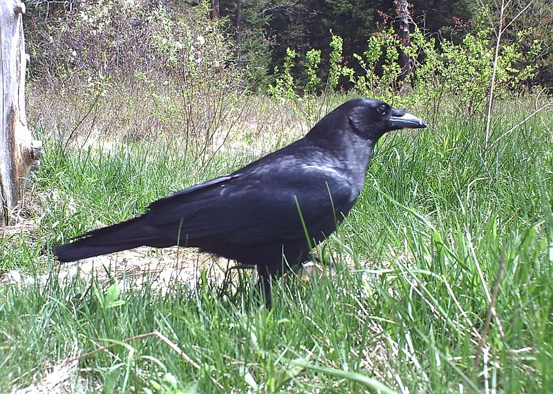 Raven_051911_1211hrs.jpg - Common Raven (Corvus corax)